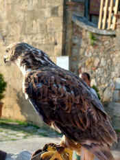 Festa Medievale di Monteriggioni